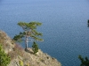 2010-09-30--baical2_arbre_lac3